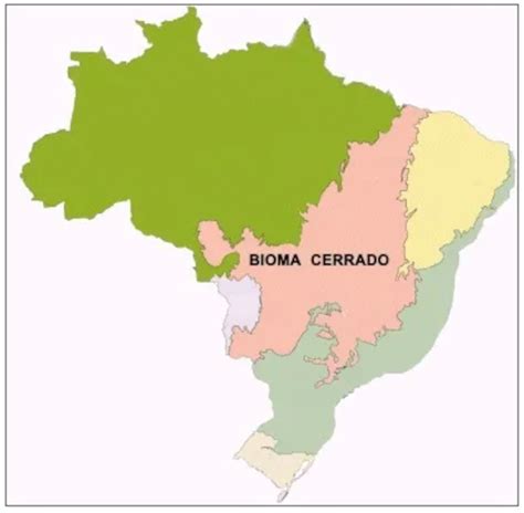 Os Biomas Brasileiros Mapa Mental Dos Biomas Brasileiros