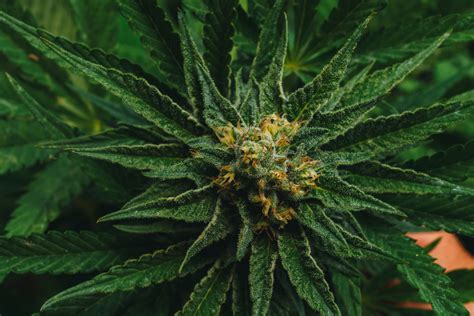 Black Diamond - Informazioni Varietà - Cannaconnection.com ...