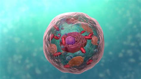 Biology Cell Structure I Nucleus Medical Media | Cell membrance | Cell ... | Plant and animal ...