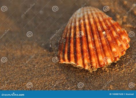 Shellfish Snails From The Mediterranean Sea Stock Photo Image Of