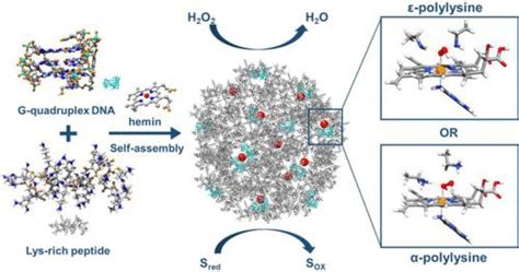 富含赖氨酸的肽和 G 四链体 Dnahemin Dna 酶的设计自组装酶模拟材料：关键残基对催化功能的电荷效应