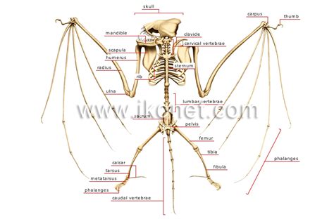 animal kingdom > flying mammal > bat > skeleton of a bat image - Visual Dictionary