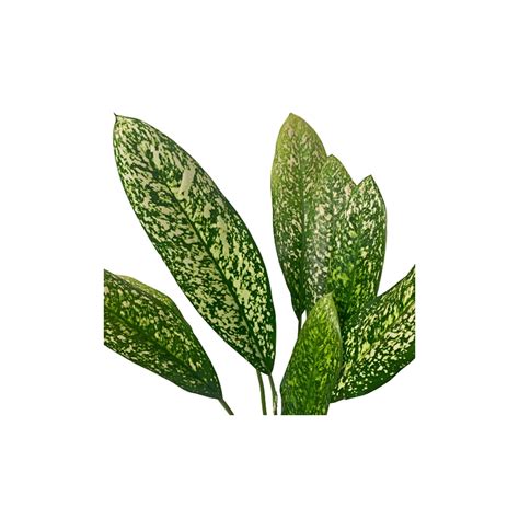 Aglaonema 'White Valentine'