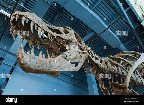 Tyrannosaurus Rex Scheletro Di Dinosauro Immagini E Fotografie Stock Ad