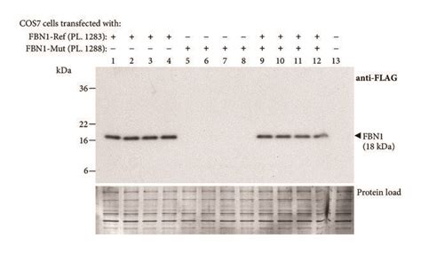 Western Blot Analysis Of Minigene Derived Proteins A Flag Myc Tagged