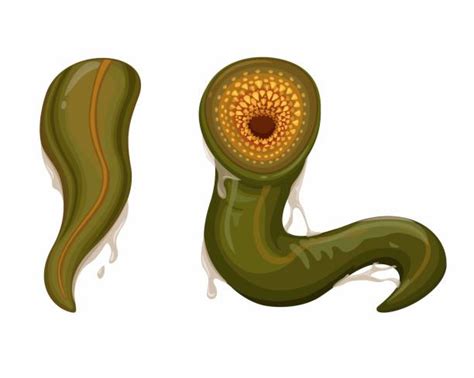 50+ Leech Blood Stock Illustrations, Royalty-Free Vector Graphics & Clip Art - iStock