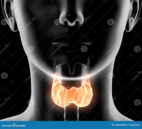 Highlighted Thyroid Gland Of A Woman Medically 3d Illustration On