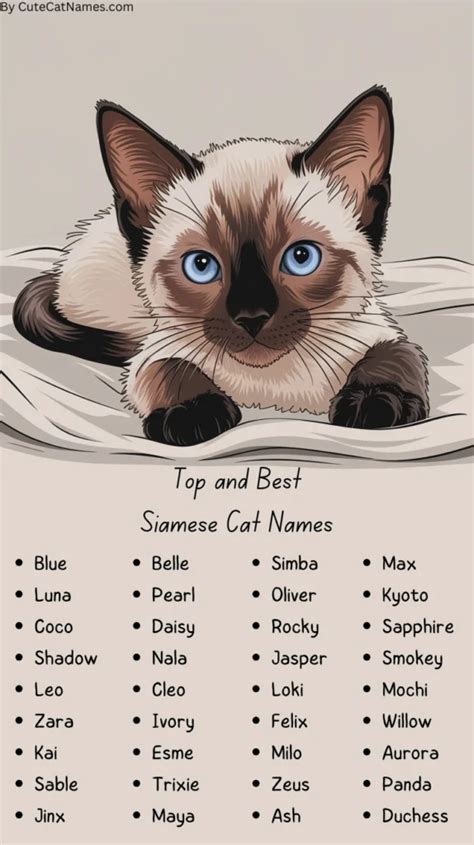 Finding The Perfect Name For Your Siamese Cat: Ideas For Every