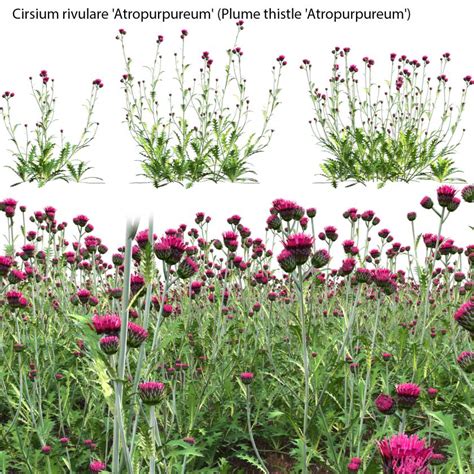 Cirsium Rivulare Atropurpureum Plume Thistle Atropurpureum D Model