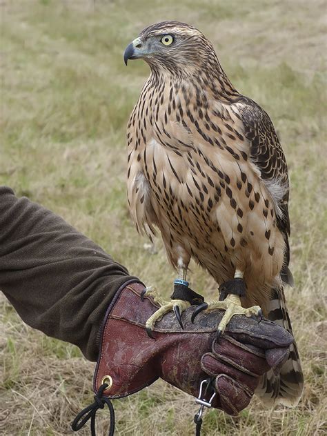 Falconry Bioguard