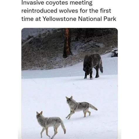 10 Wolf Memes To Have You Howling