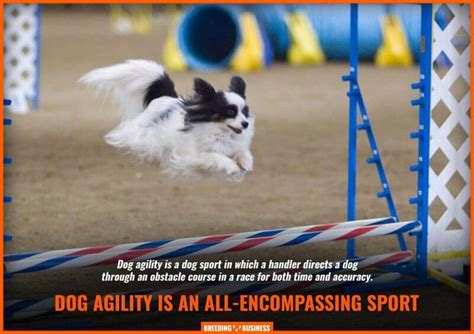 10 Best Agility Dog Breeds – Border Collies, Poodles, Papillons & More