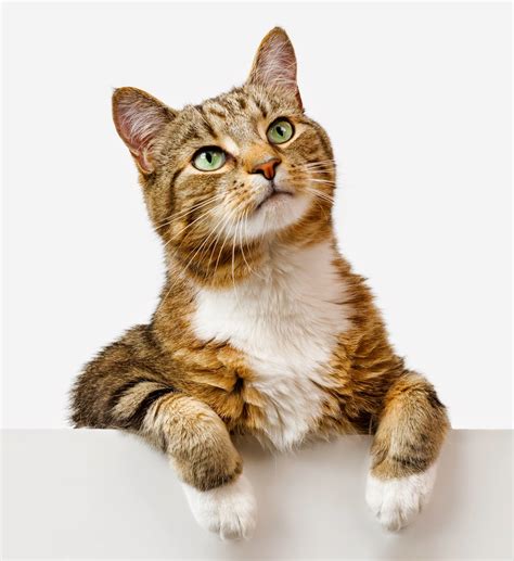 Medi-Vet Blog for Pets: Ten Need-to-Know Cat Facts