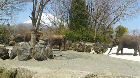 Fuji Safari Park - Kamakura/Tokyo/Kyoto/Mt.Fuji Sightseeing Tour