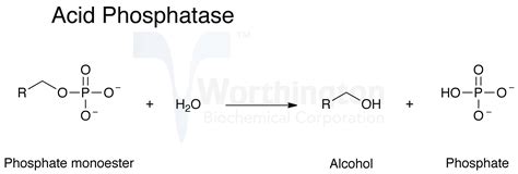 Phosphatase Acid Worthington Enzyme Manual