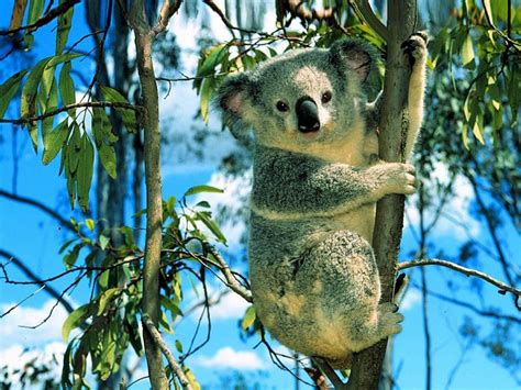 animals, nature, branch, wildlife, jungle, koalas, tree, fauna, mammal ...