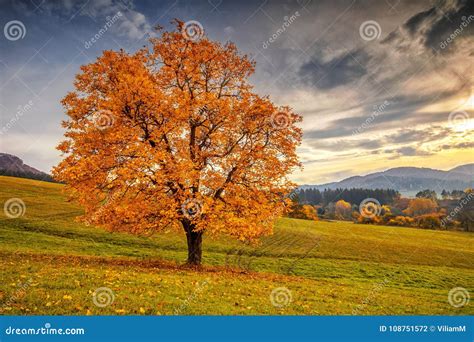 A Beautiful Deciduous Tree. Stock Photo - Image of rural, color: 108751572 