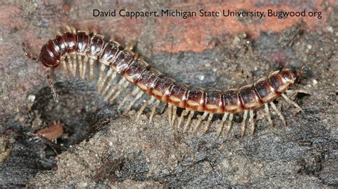 How To Get Rid Of Millipedes DIY Pest Control YouTube