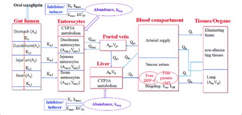 Schematic Representation Of The Pbpk Do Model For Saxagliptin In