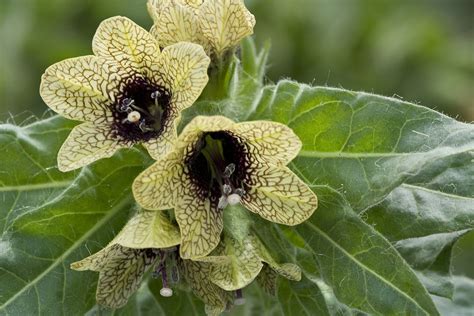 500 PCS Henbane seeds Black Henbane Stinking Nightshade | Etsy