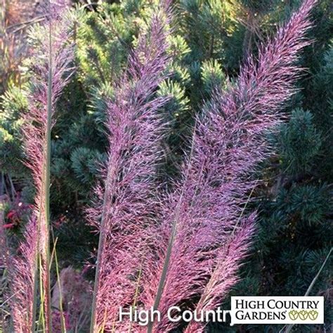 Muhlenbergia Pink Flamingo Pink Flamingo Muhly Grass High Country