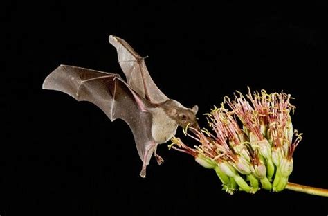 Raise a glass (of tequila!) to celebrate this endangered bat’s recovery | Growing Returns