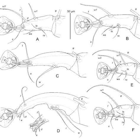 Laminalloptes Simplex Tarsi Iiv A—tarsus I Of Male B—tarsus Ii Of