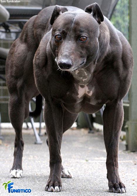 Most Muscular Animals