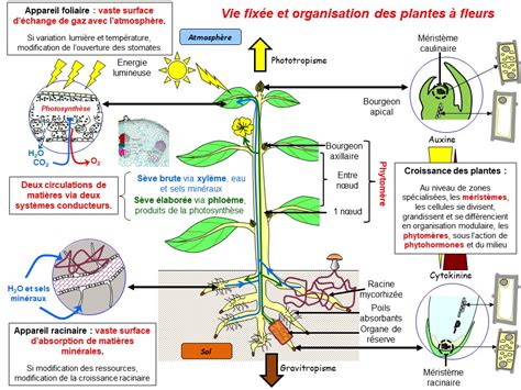 Chapitre 1 L organisation et le développement des plantes à fleur