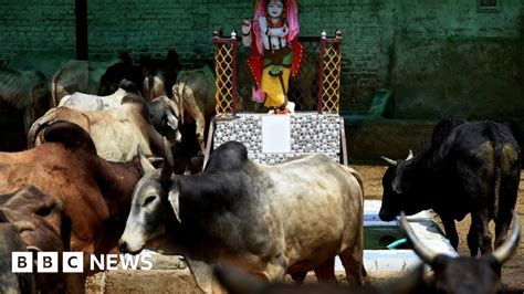 India Cow Lynching Police Accused Of Delaying Help Bbc News