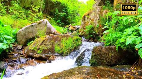 4K HDR Relaxing River Sounds 🎵 Beautiful Forest Sound, Peaceful Birds ...