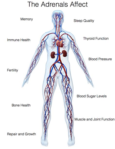 Adrenal Fatigue Dr Josh Shields Your Natural Holistic Doctor In Michigan