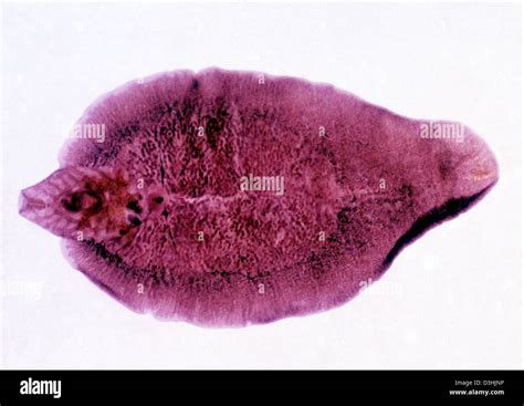 TREMATODA Stock Photo - Alamy