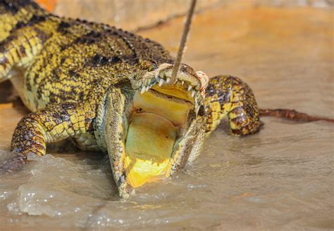 Cambodian crocodiles' survival relies on farmers and conservationists