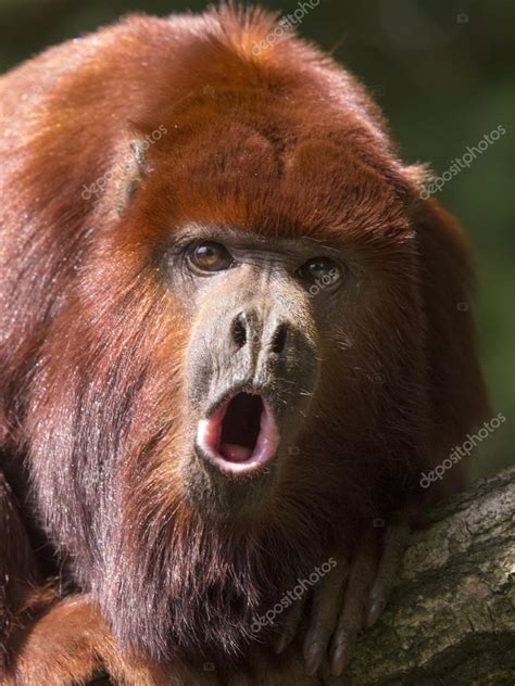 Pictures : red howler monkeys | Red howler monkey — Stock Photo © EBFoto #78789890