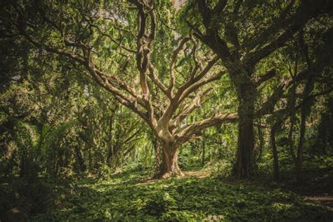 1000 Amazing Trees Photos · Pexels · Free Stock Photos