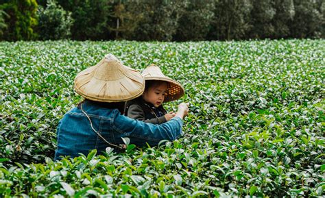 Tea Country Nantou Taiwan Everything