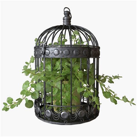 Ivy In A Bird Cage 3d Model Cgtrader