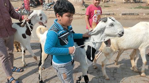 Rajanpuri Bakre Makhi China Bakra Qurbani 2023 Khasi Bakre Desi