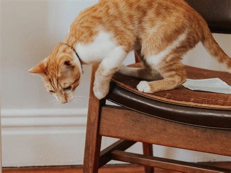 Cat zoomies: what are they and why do they happen?