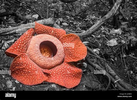 Une Rafflesia Arnoldii Gravement Menac Es En Pleine Floraison La Plus