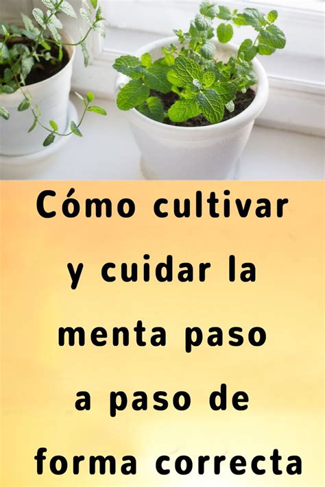 Cómo cultivar y cuidar la menta paso a paso de forma correcta Plantas