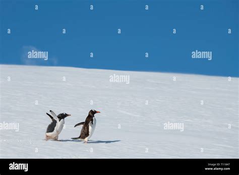 Baby penguin running hi-res stock photography and images - Alamy