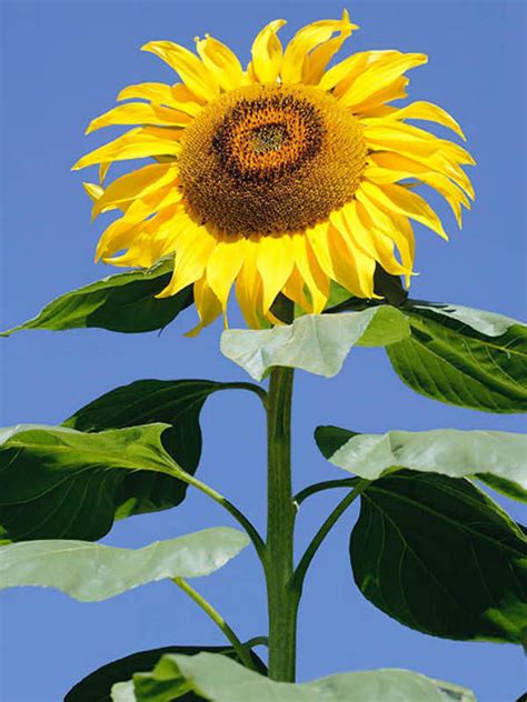 Helianthus Annuus Sunflower World Of Flowering Plants