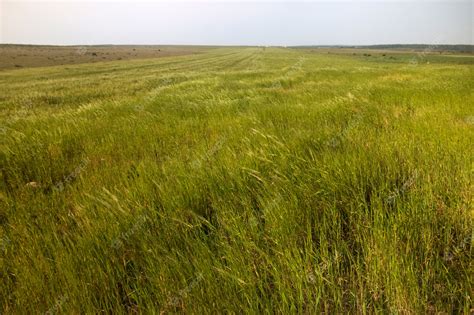 Premium Photo | Mediterranean native vegetation