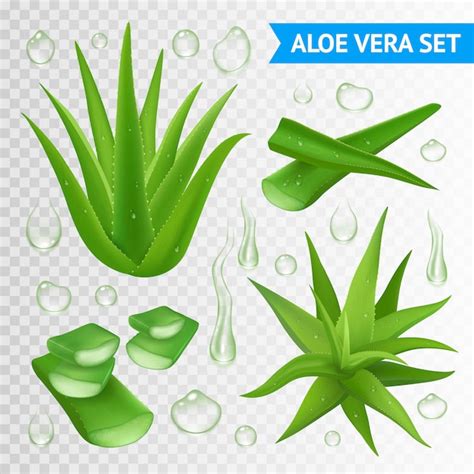 Ilustración de la planta de Aloe Vera Vector Gratis