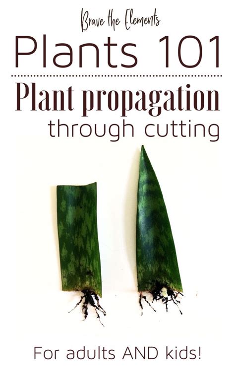 Learn Fun and Easy Plant Propagation for Kids