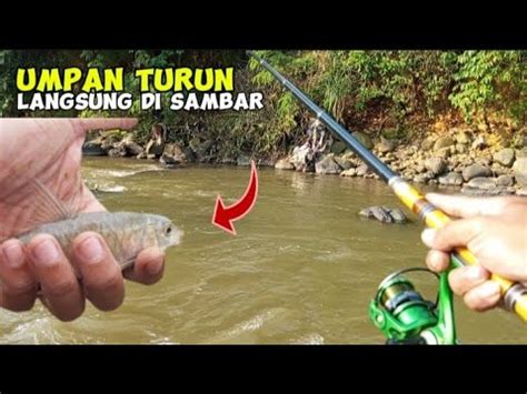 Mancing Mahseer Saat Sungai Mulai Surut Umpan Turun Langsung Di