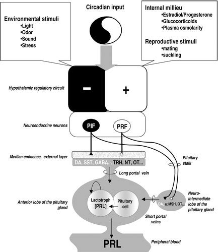 Prolactin Hormone Function