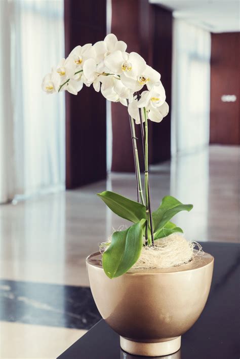 Indoor beautiful orchids Stock Photo free download